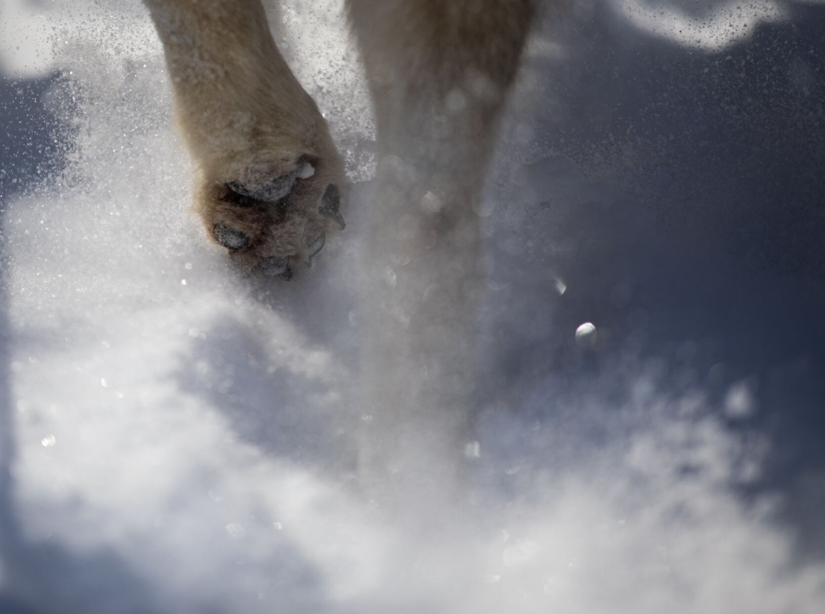 Snow treat for sled dog team